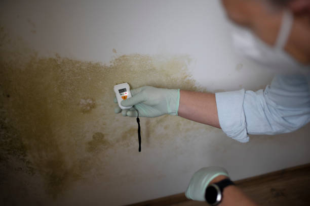 Best Emergency Mold Removal  in Eglin Af, FL