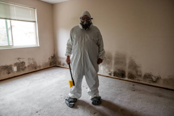 Mold Removal and Inspection in Eglin Af, FL