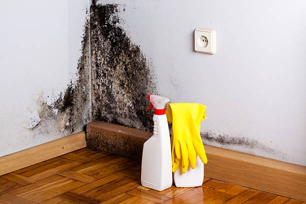 Best Mold Removal and Inspection  in Eglin Af, FL