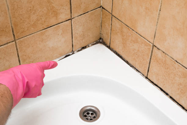 Best Home Mold Removal  in Eglin Af, FL